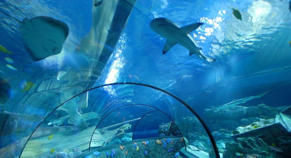 Oceanic Tunnel a Gardaland con squali