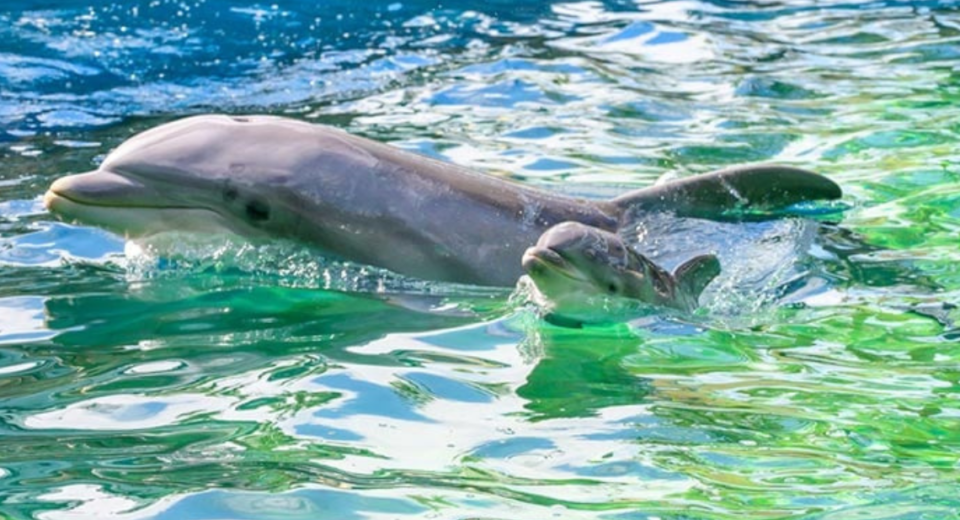 Esperienza Dolphin Nursery a SeaWorld Orlando