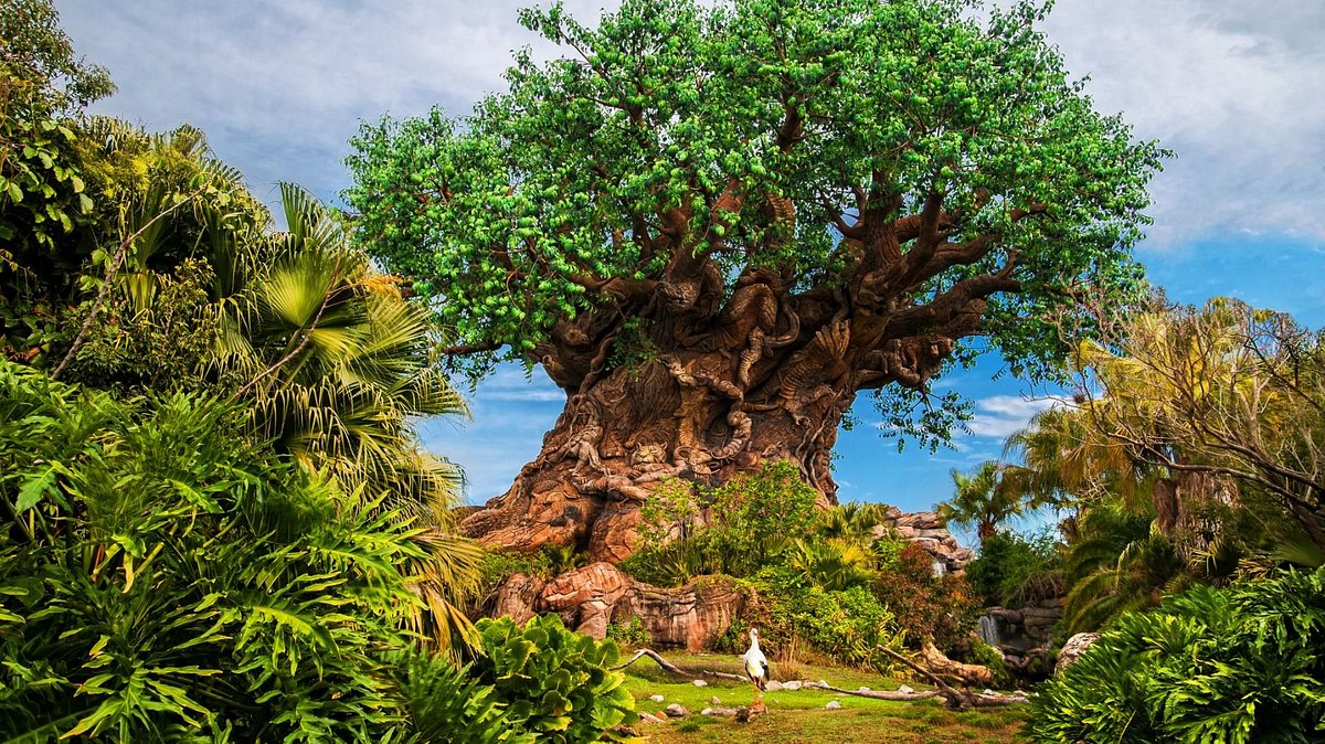 Tree of Life a Disney's Animal Kingdom