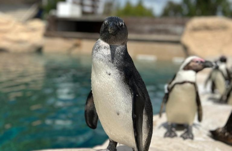 Pinguino al Giardino Zoologico di Zoomarine