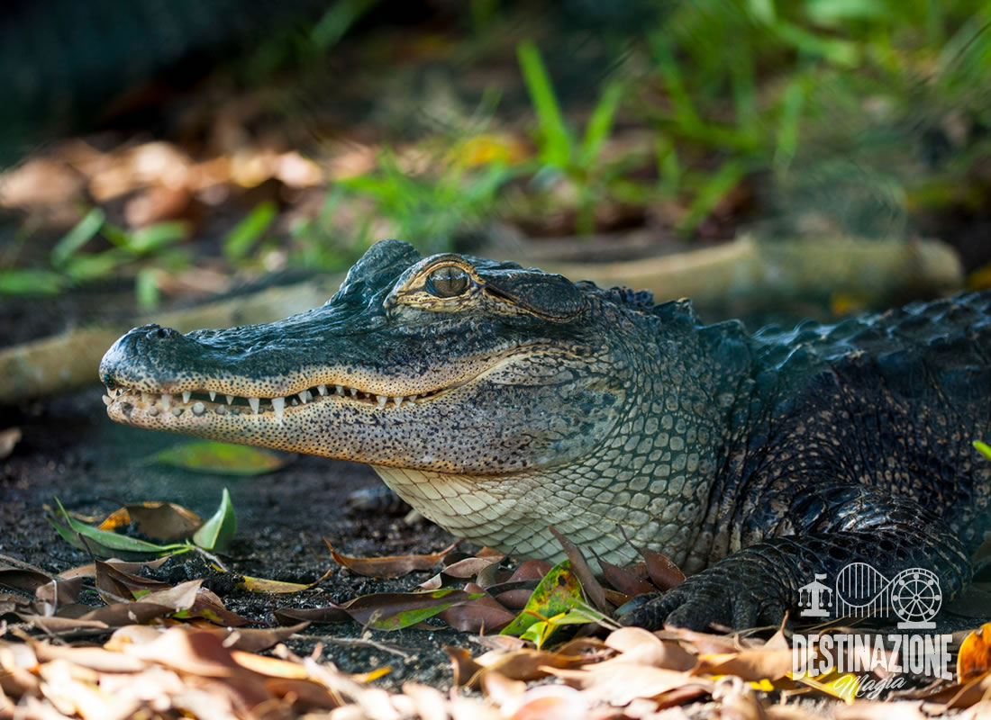 Alligatore palude Everglades a sude della Florida
