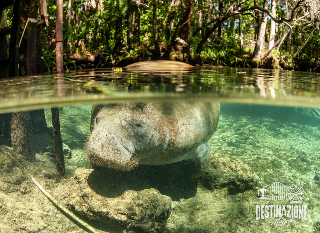 Lamantino che nuota sul fiume Crystal River in Florida. Li puoi incontrare facendo snorkeling sul fiume